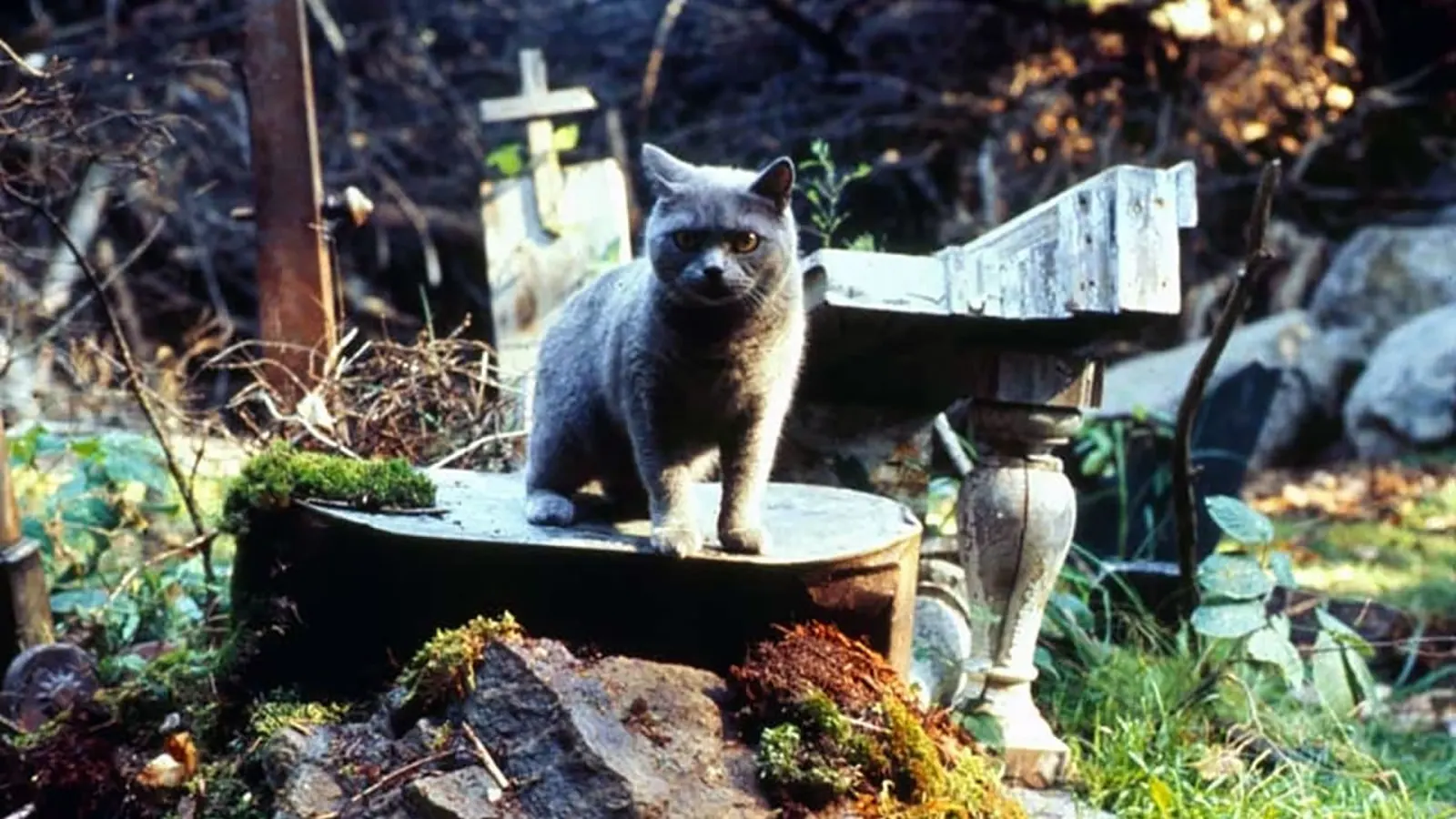 Pisica Church în cimitir, în filmul Pet Sematary din 1989