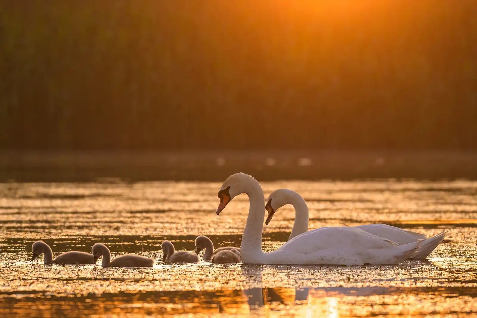 Documentarul „Delta Sălbatică” pornește în caravană în 10 orașe din țară și invită spectatorii să susțină renaturarea unei zone din Delta Dunării