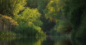 Documentarul „Delta Sălbatică” pornește în caravană în 10 orașe din țară și invită spectatorii să susțină renaturarea unei zone din Delta Dunării