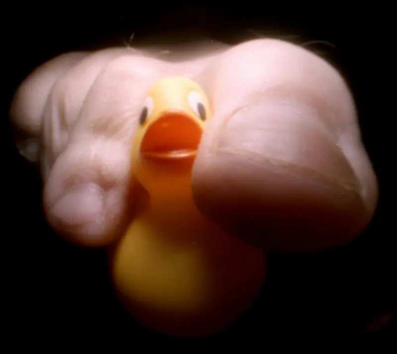 Duck in toes, rață de jucărie surprinsă printre degete în fotografia lui Justin Quinnell